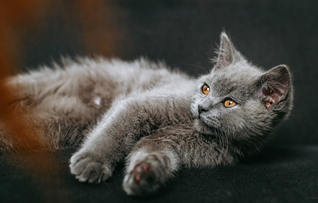 Серый котёнок. Серый кот лежит. Анатолийский кот серый. Обои на рабочий стол британские кошки. Сонник серая кошка