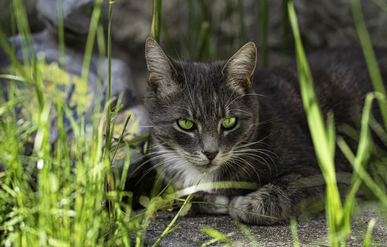 Фото обои кошка, трава, кот, взгляд, морда, природа, серый, фон