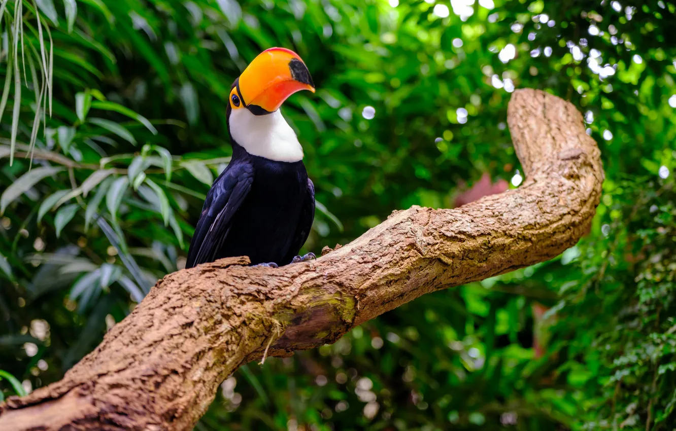 Фото обои nature, birds, outdoors, toucans
