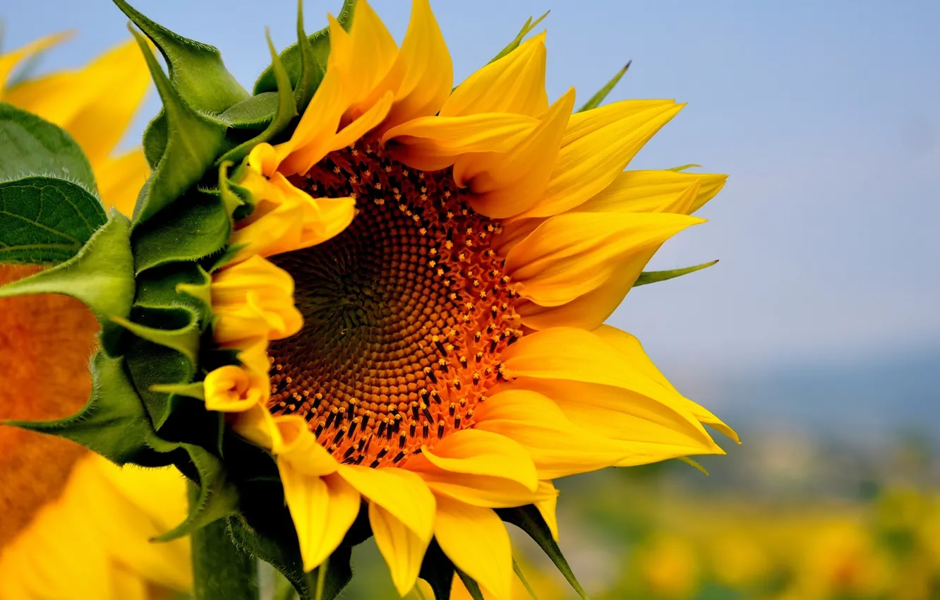 Sunflower wallpaper