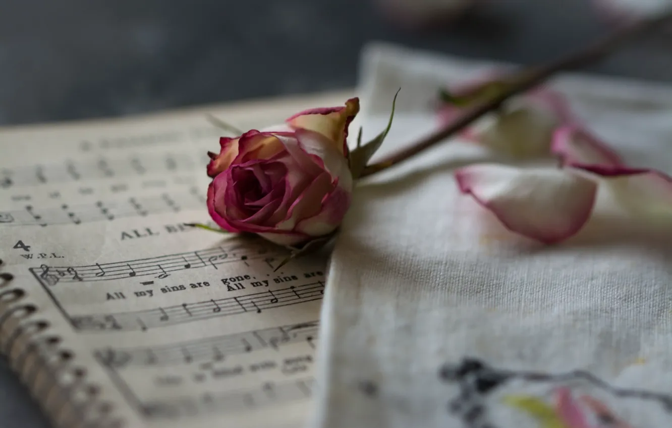 Фото обои ноты, фон, розы