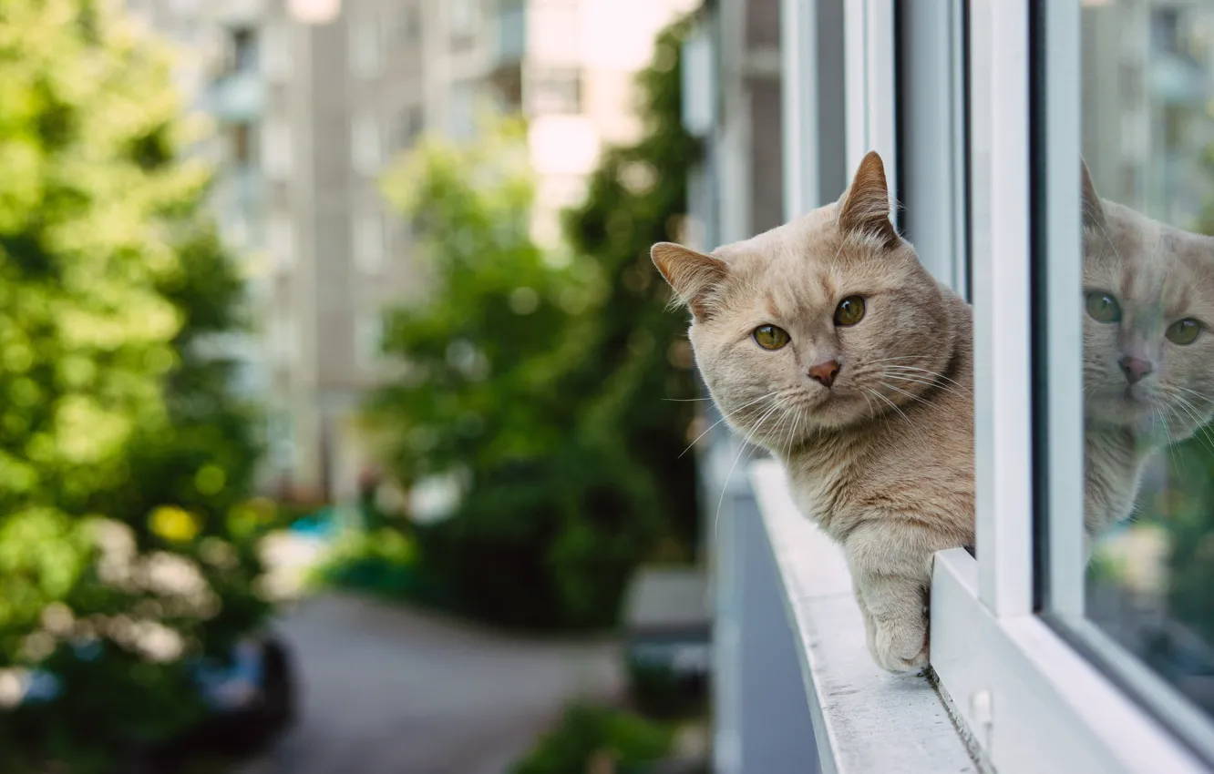 Фото обои кот, взгляд, отражение, окно, мордочка, котейка, Британская короткошёрстная кошка, Юрий Вертиков
