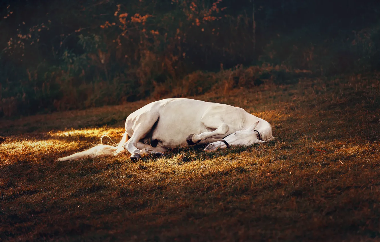 Фото обои осень, белый, трава, свет, природа, поза, темный фон, конь