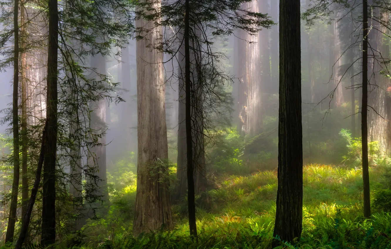 Фото обои лес, лето, деревья, пейзаж, природа, туман