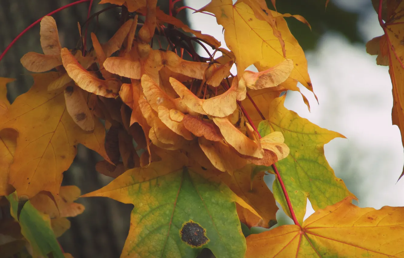 Фото обои осень, листья, клён