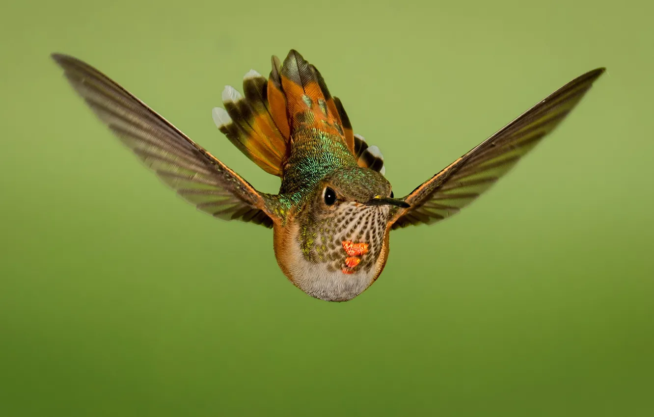 Фото обои полет, птица, крылья, охристый колибри