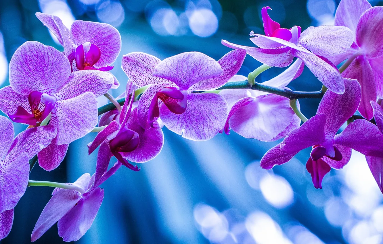 Фото обои макро, ветка, экзотика, орхидея