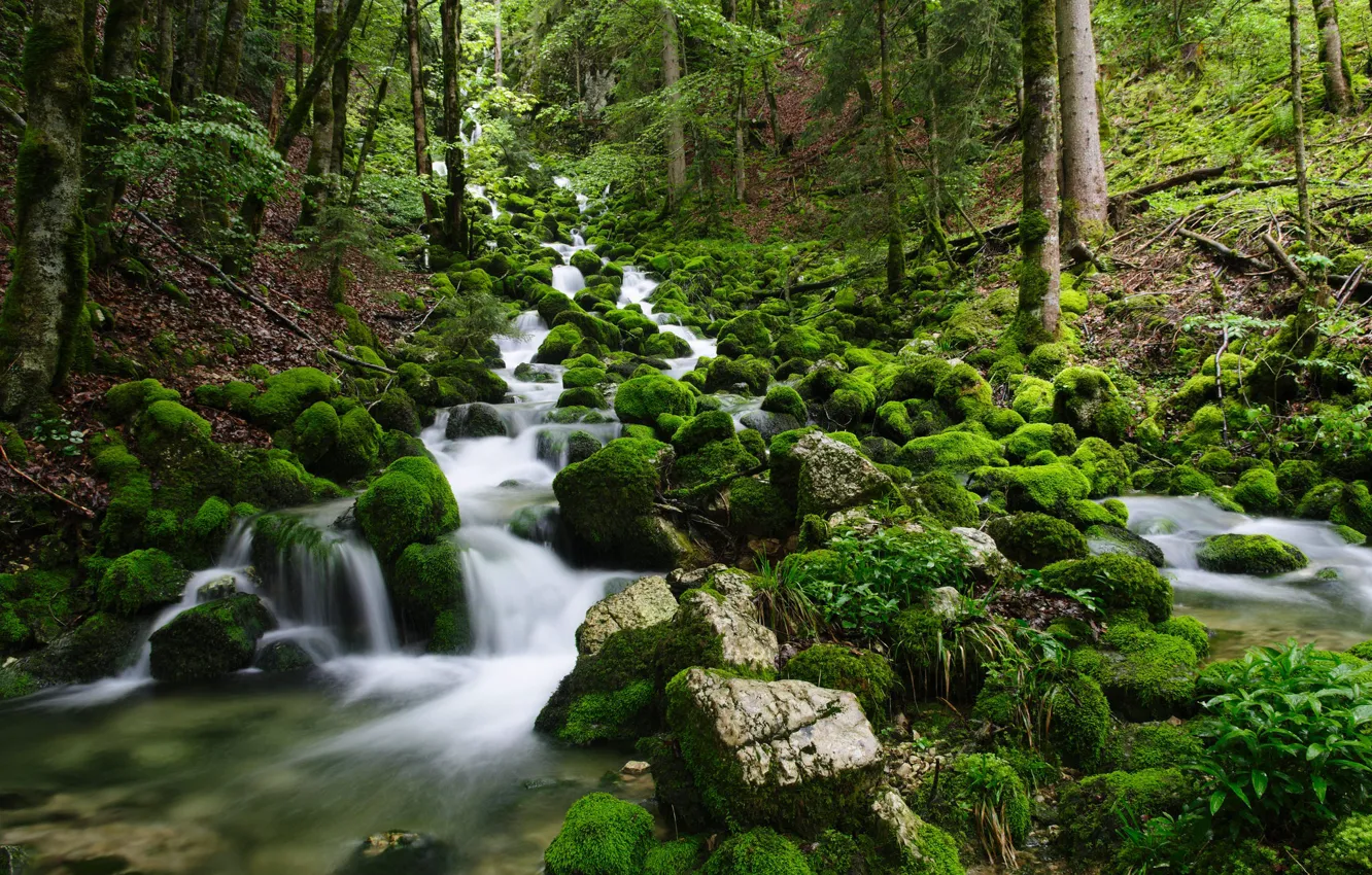 Фото обои лес, природа, река, камни, мох, поток