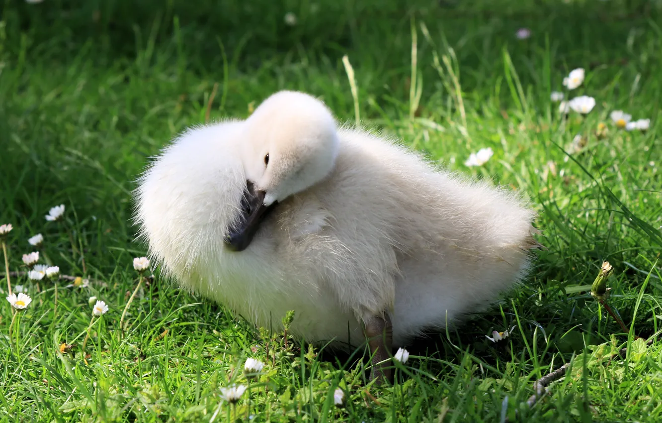 Фото обои белый, трава, поляна, малыш, лебедь, птенец, лебеденок