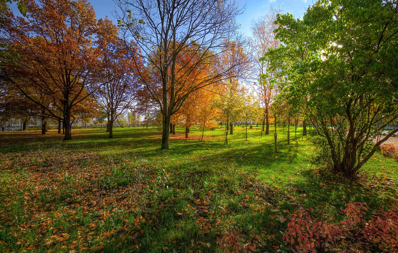 Фото обои осень, парк, Санкт-Петербург, Россия, Куракина Дача