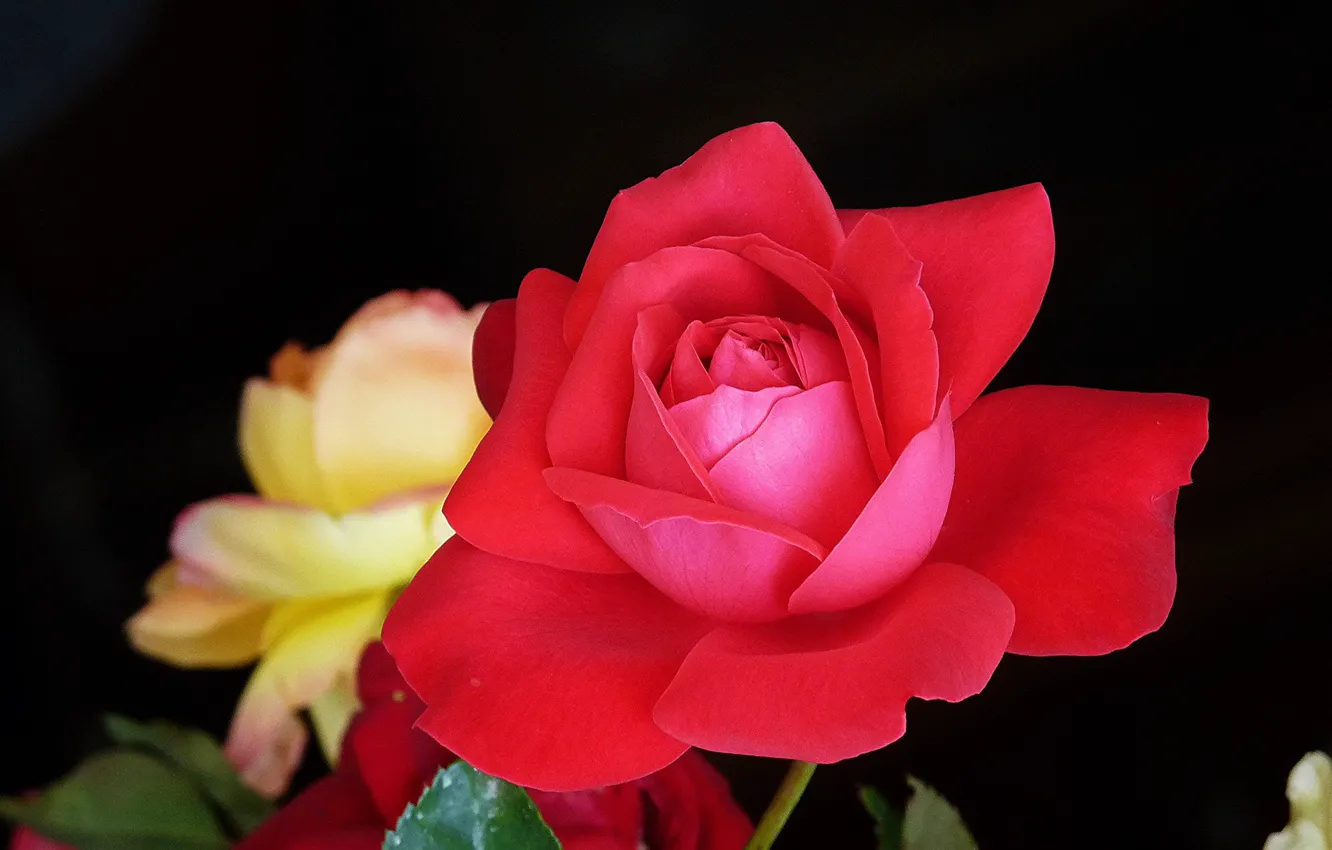 Фото обои макро, роза, куст, лепестки