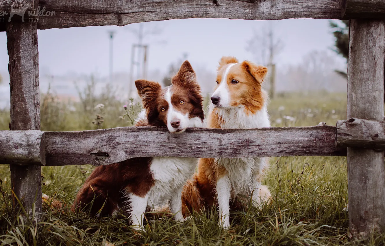 Фото обои собаки, забор, друзья