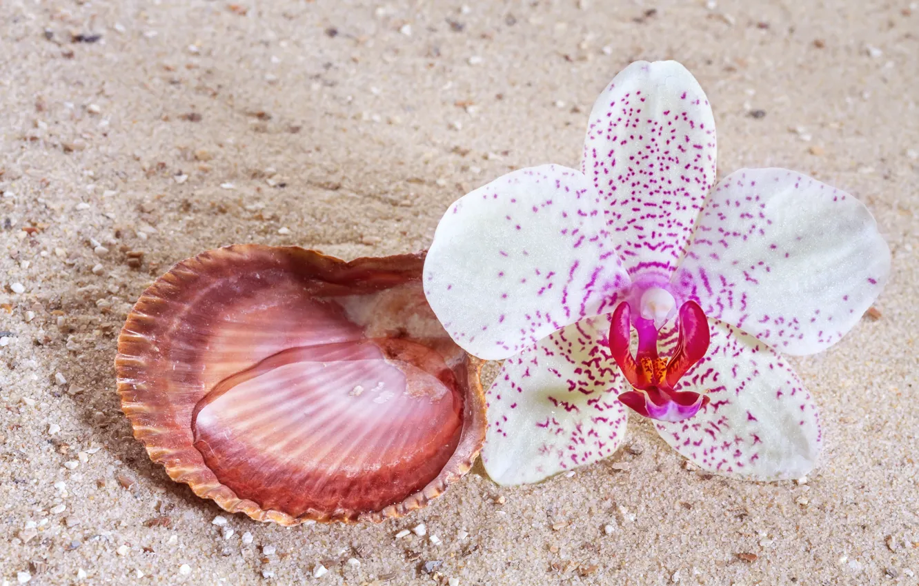 Фото обои цветок, ракушка, орхидея