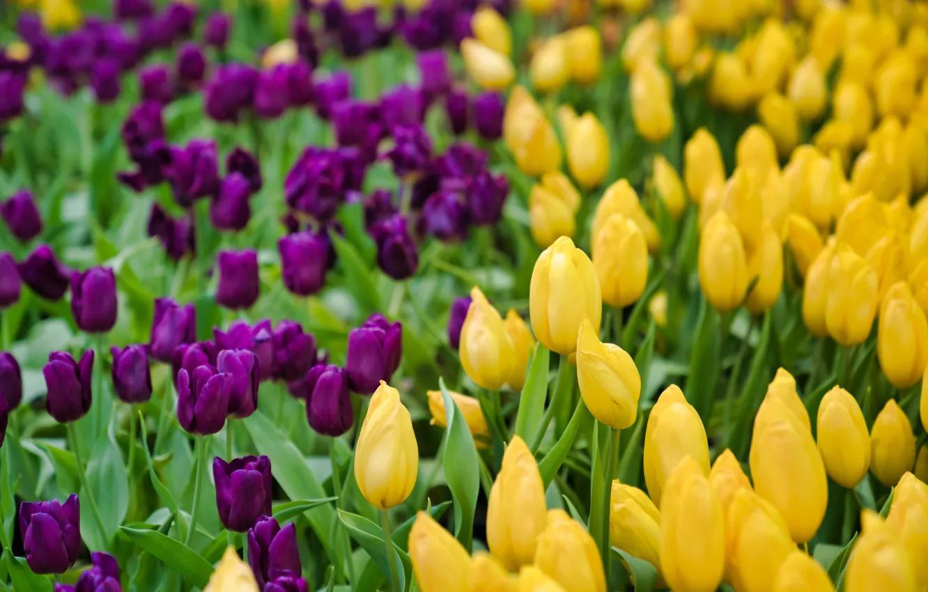 Фото обои цветы, весна, желтые, фиолетовые, тюльпаны