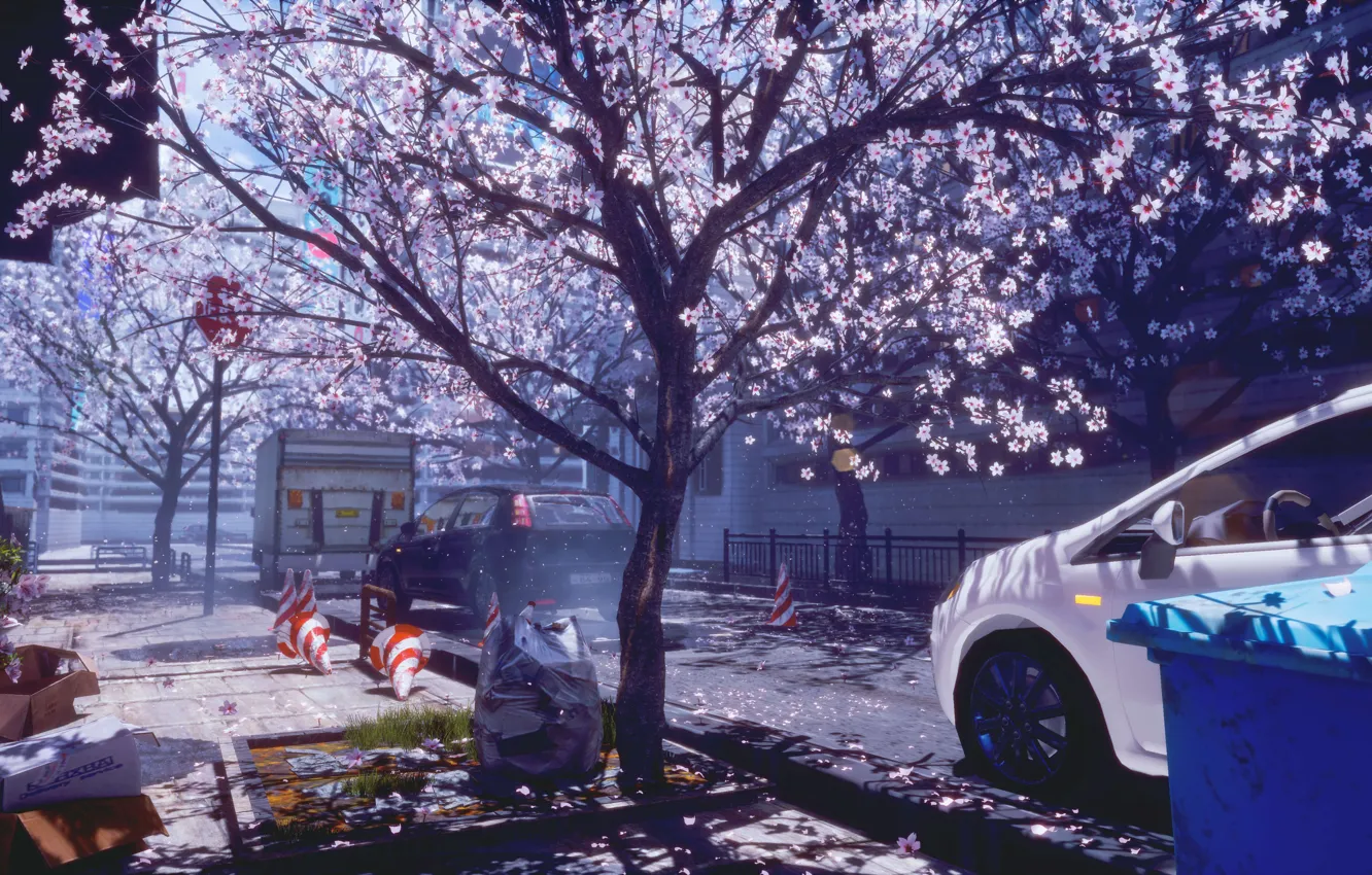 Фото обои авто, город, весна, сакура