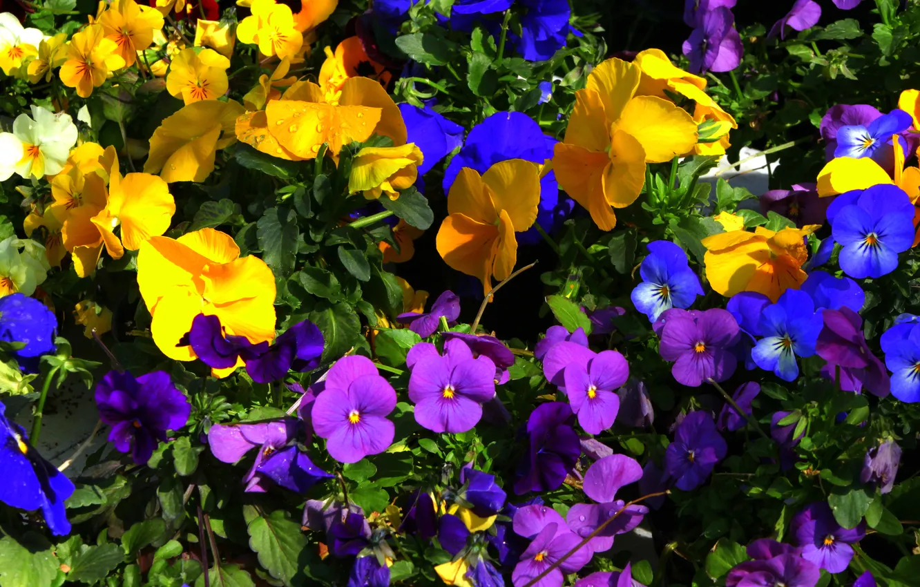 Фото обои листья, краски, ковер, лепестки, сад, клумба