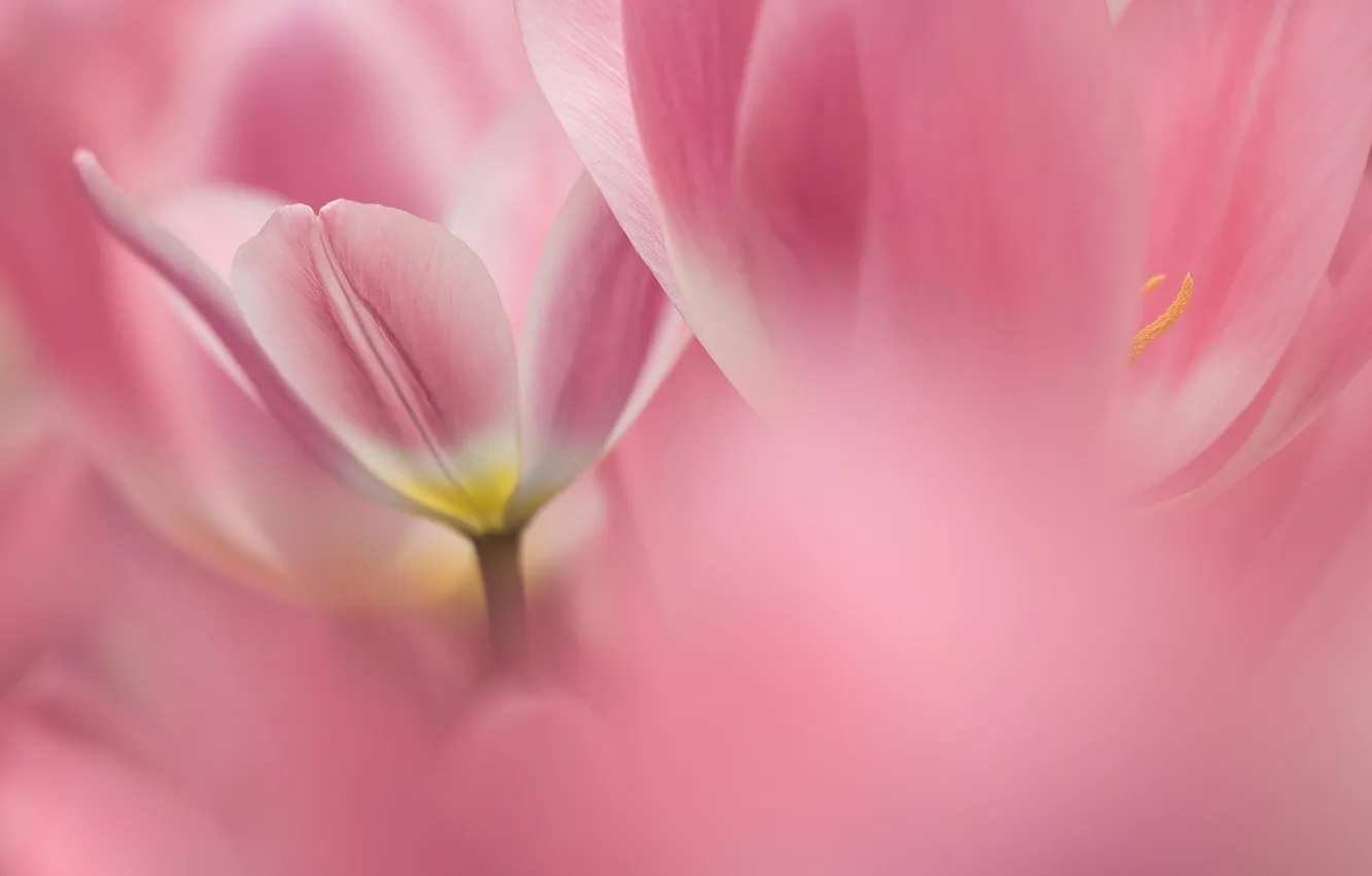 Фото обои макро, цветы, тюльпаны, розовые, Голандия