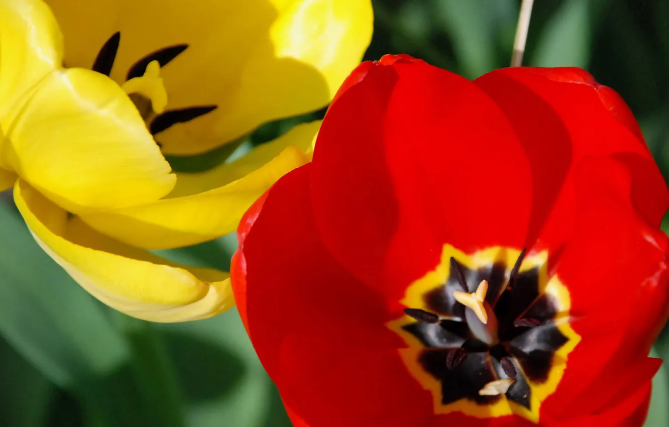 Фото обои цветок, желтый, красный, природа, лепестки