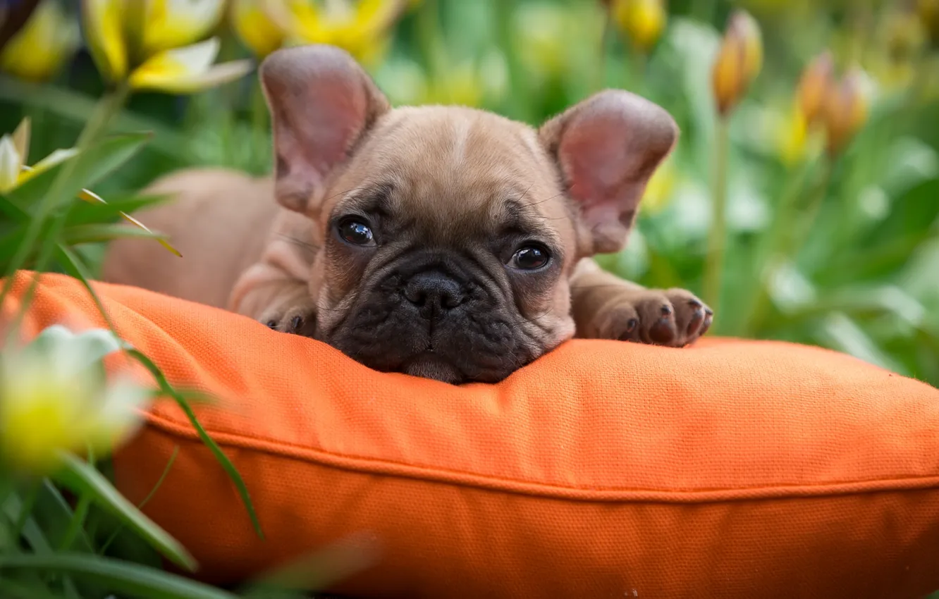 Фото обои трава, щенок, подушка, французский бульдог