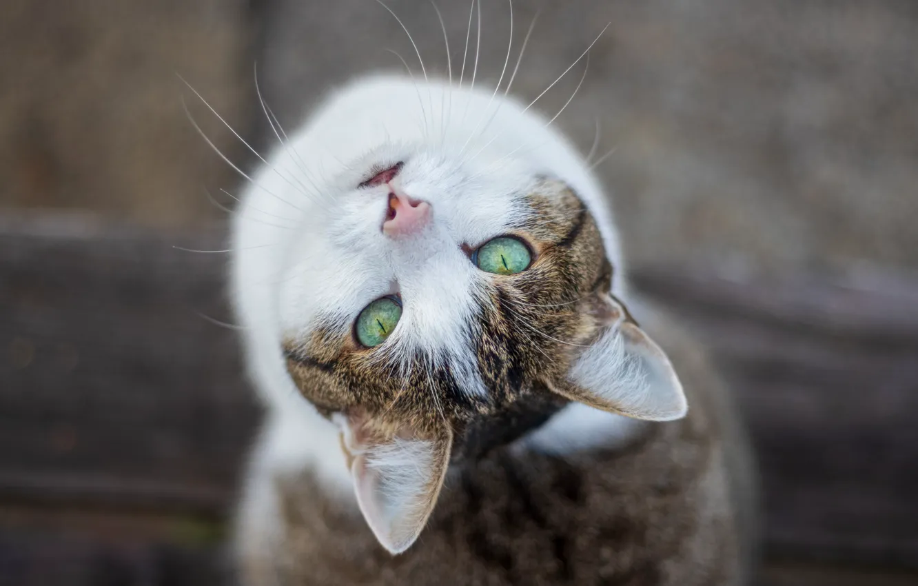 Фото обои Взгляд, Кошка, Усы, Кот, Глаза, Морда