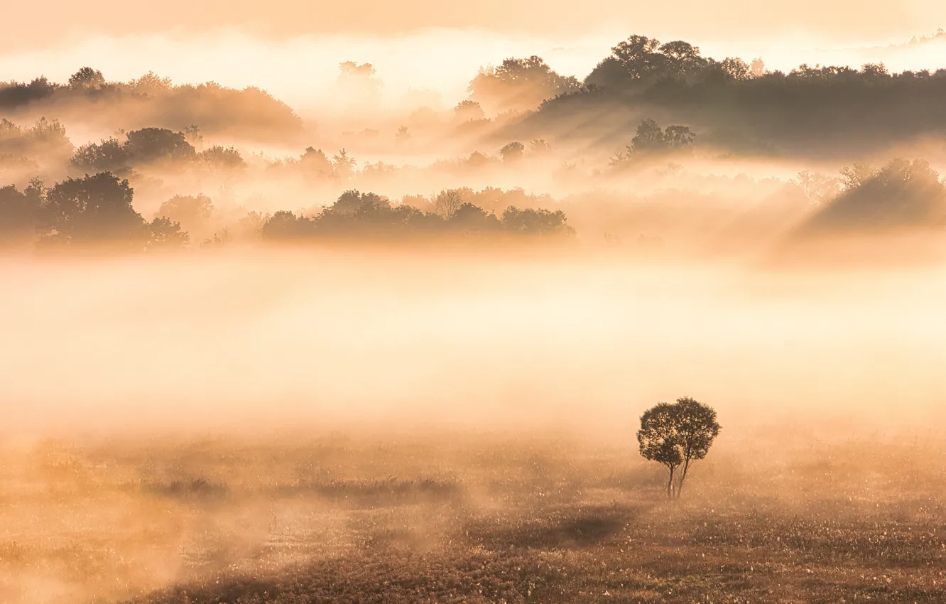 Фото обои trees, landscape, nature, fog