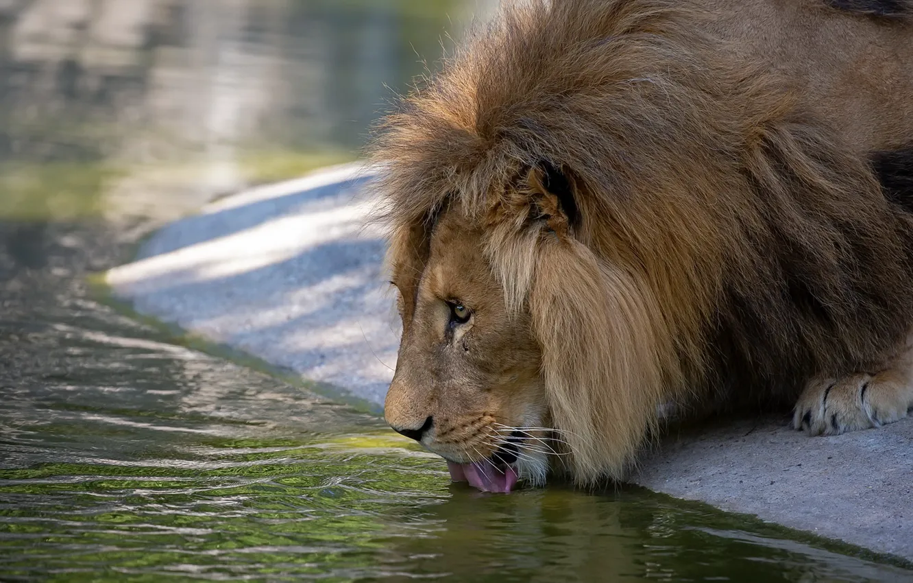 Фото обои лев, царь, зверь, водопой
