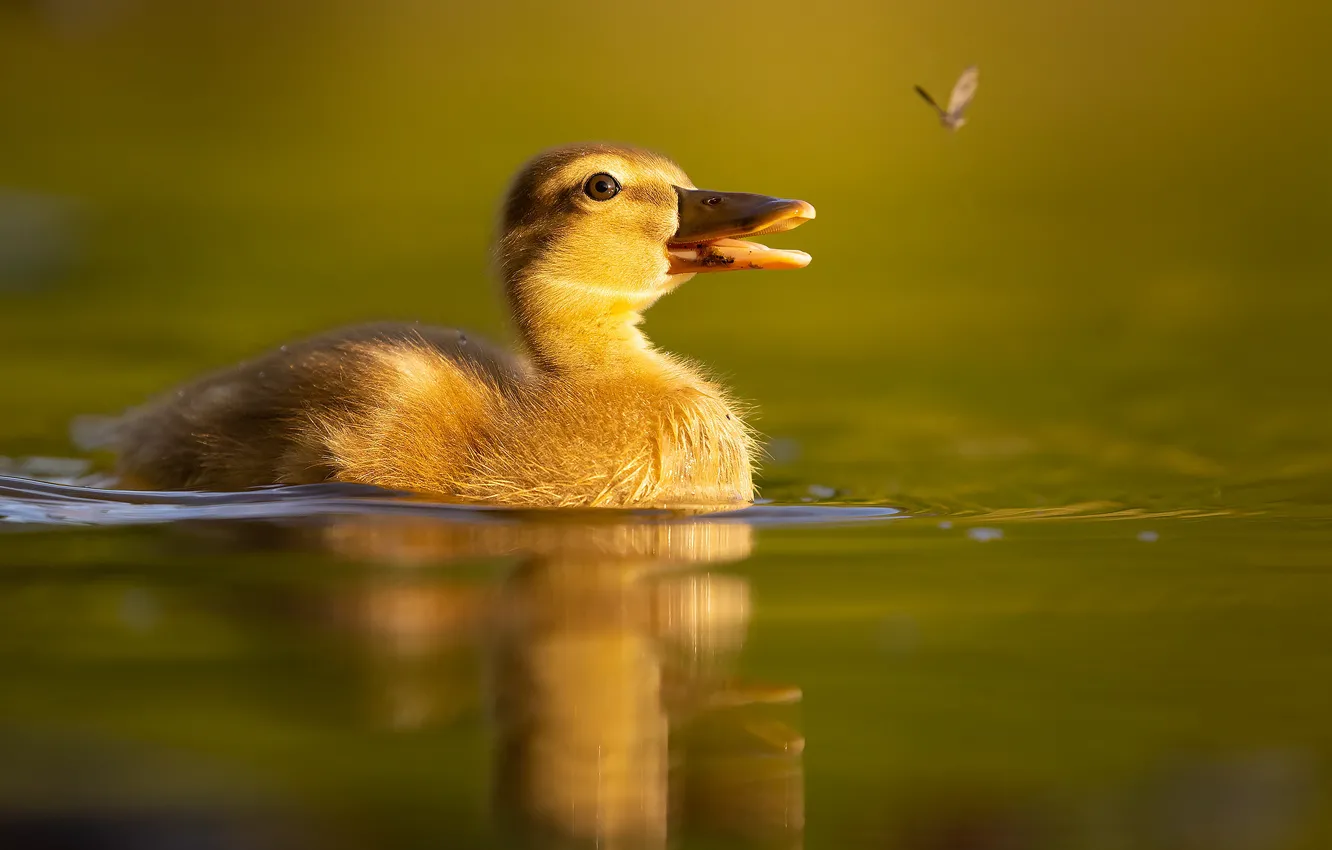 Фото обои вода, природа, птица, бабочка, утёнок, птенец