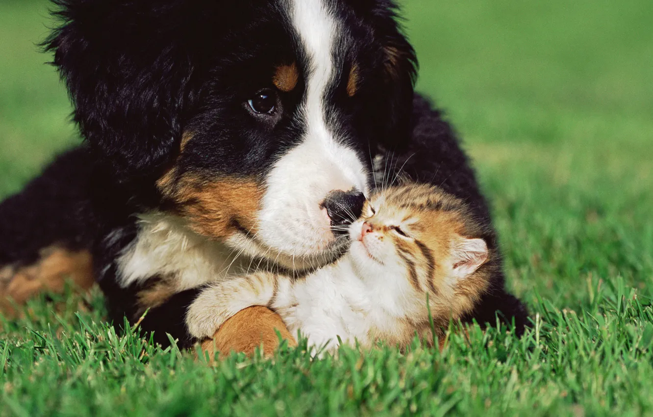 Фото обои трава, котенок, собака, дружба