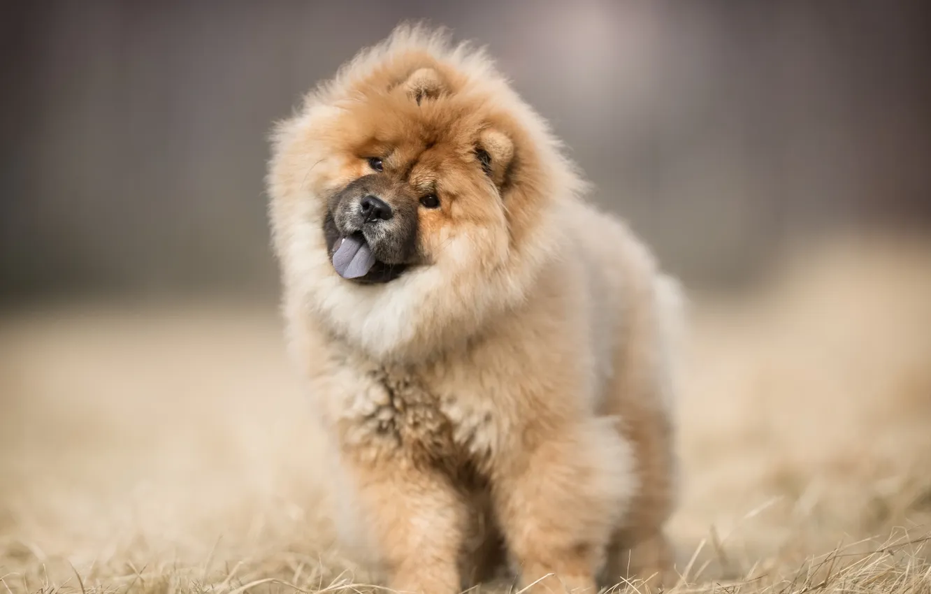 Фото обои animal, adorable dog, adorable puppy, chow chow dog, chow chow