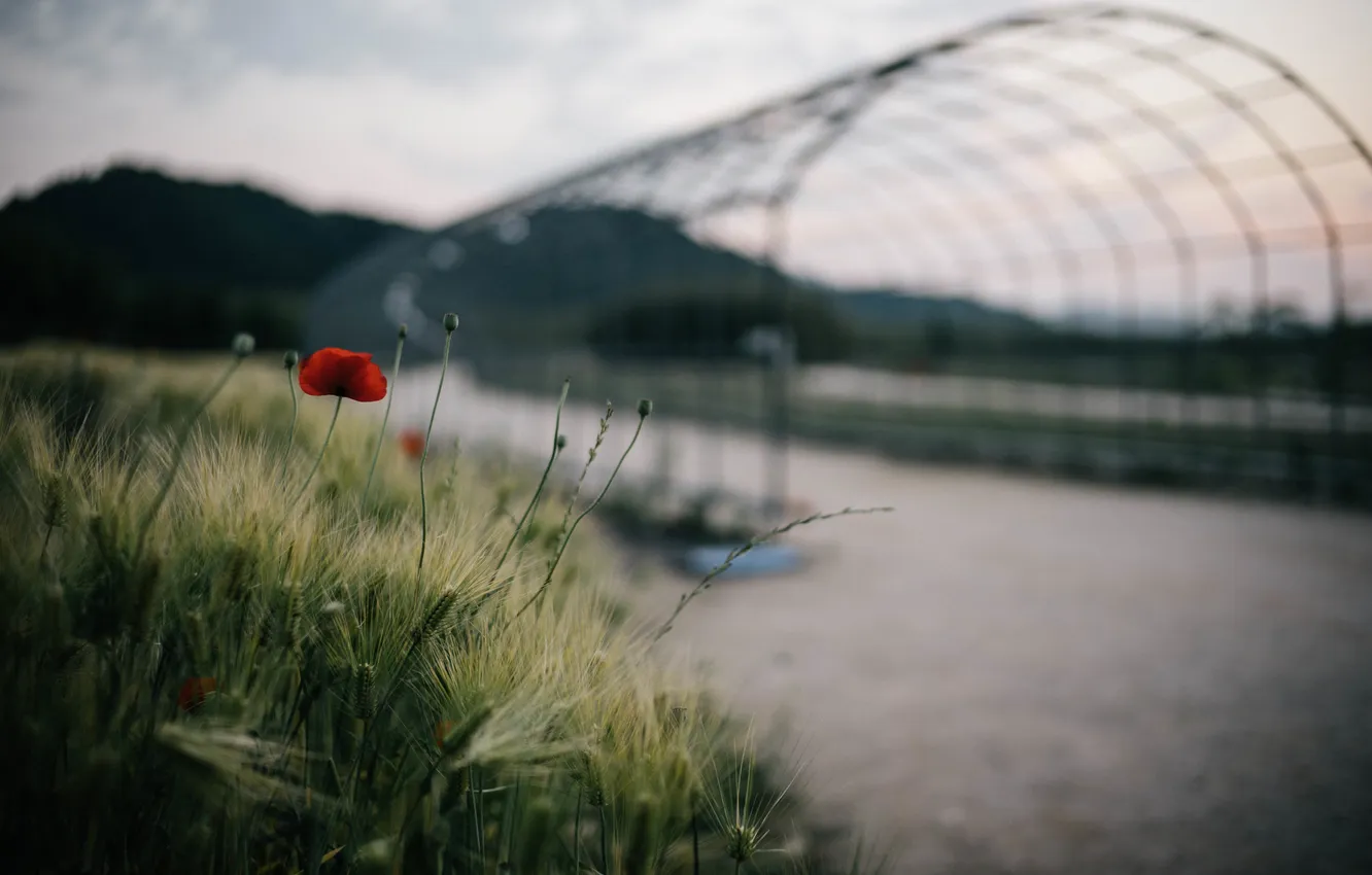 Фото обои цветок, мост, растение, мак, лепестки, красные, пода