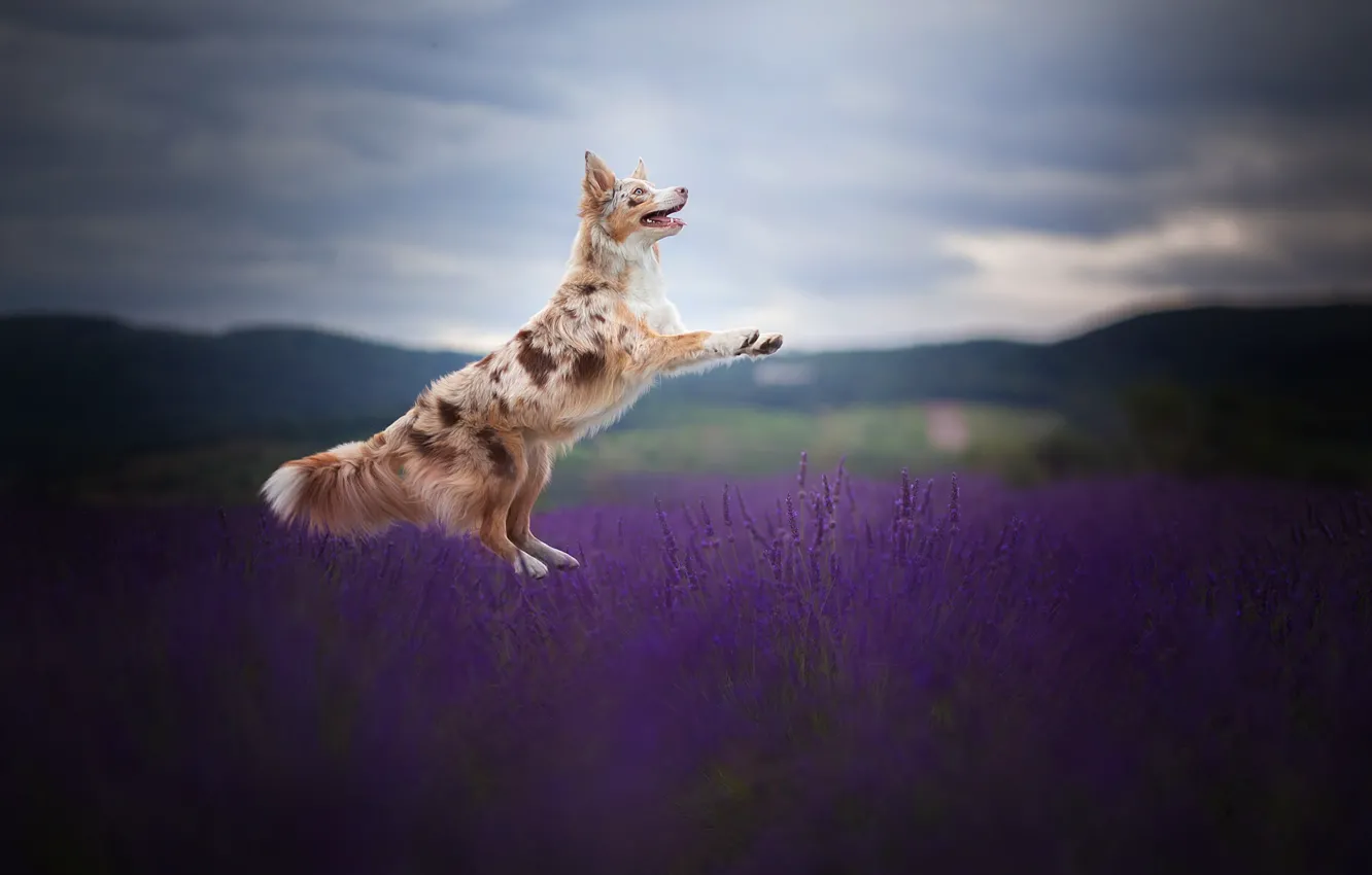 Фото обои поле, радость, прыжок, собака, лаванда, Бордер-колли