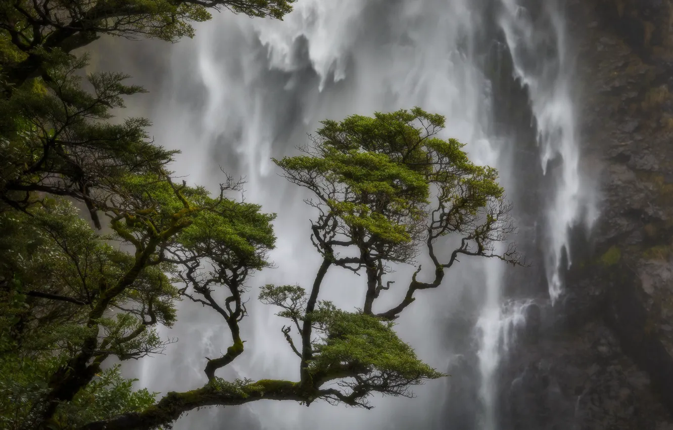 Фото обои дерево, водопад, Новая Зеландия, New Zealand, сосна, Кентербери, Canterbury, Arthur's Pass National Park