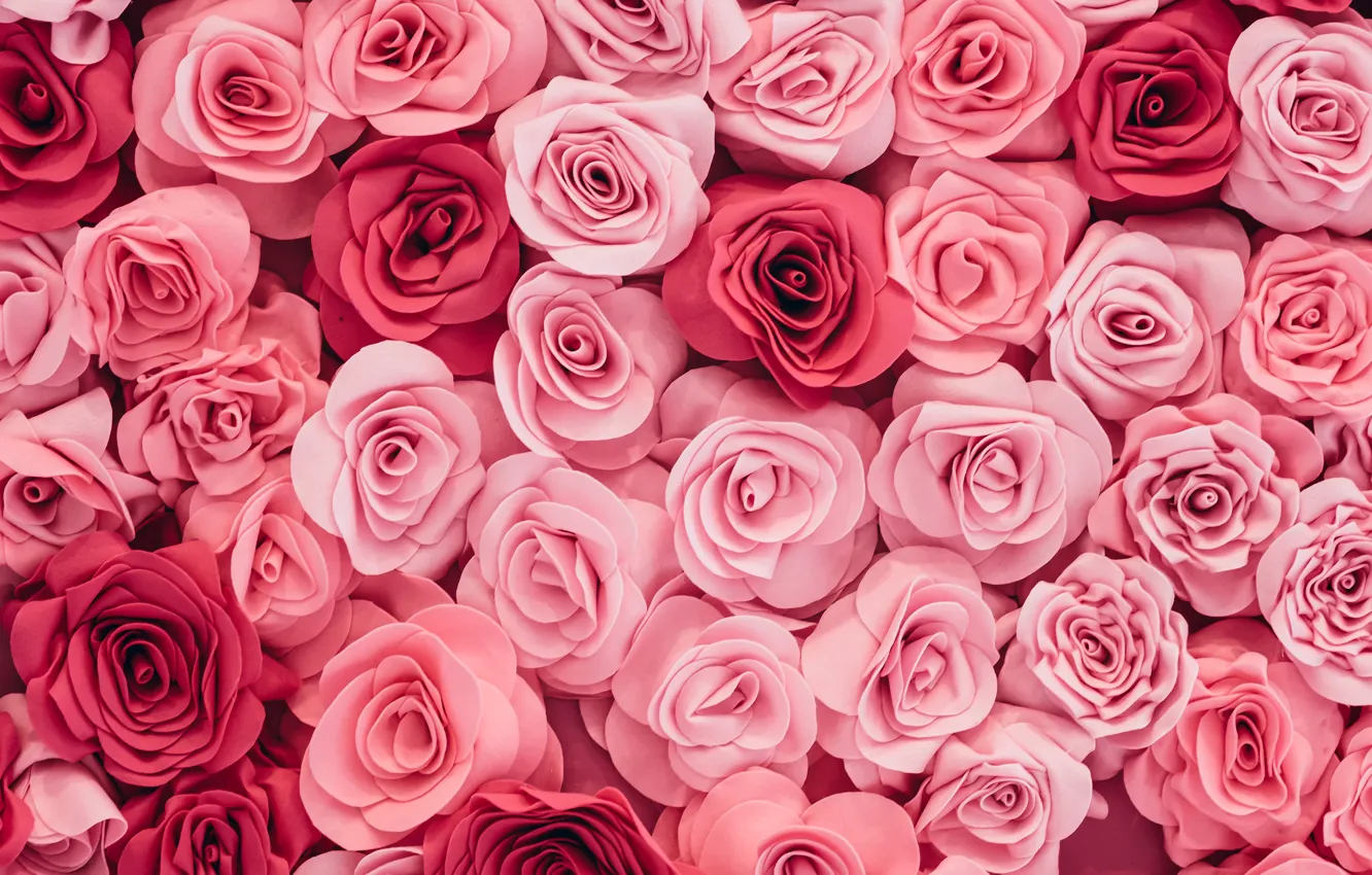 Фото обои цветы, бутоны, flower, много, pink, roses
