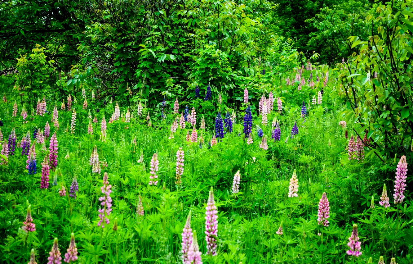 Фото обои цветы, поляна, красота, розовые