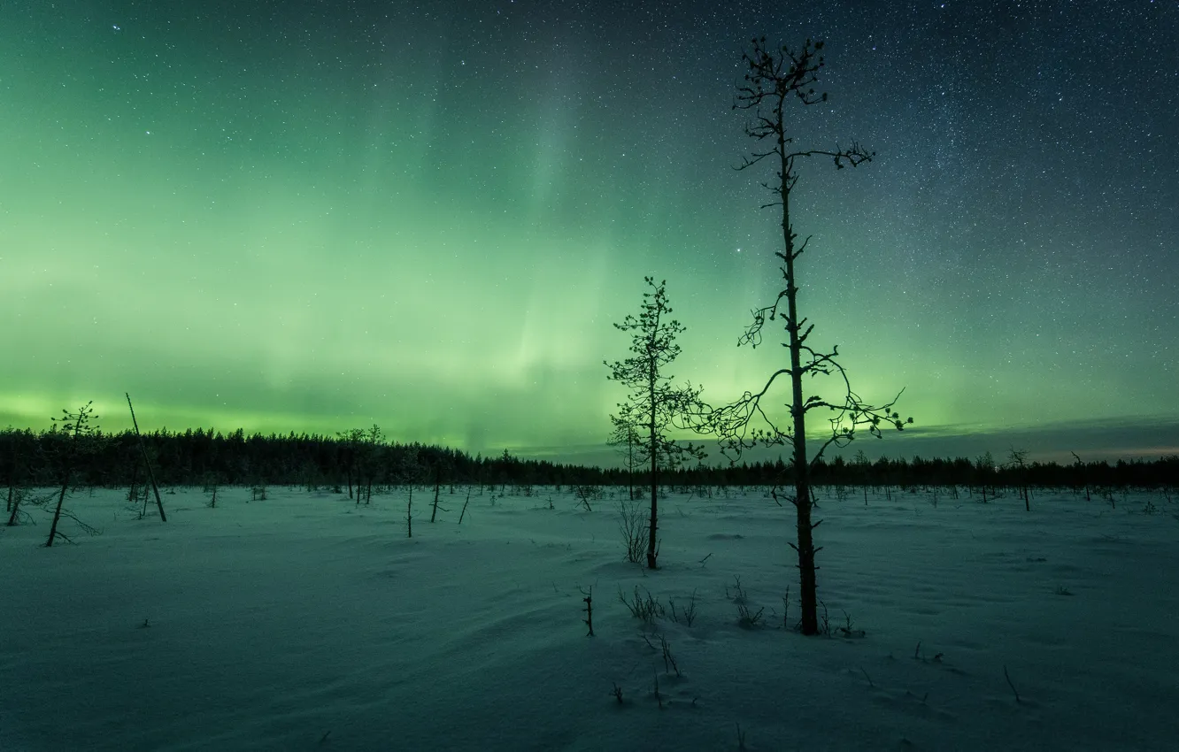 Фото обои зима, лес, снег, деревья, ночь, природа, две, северное сияние
