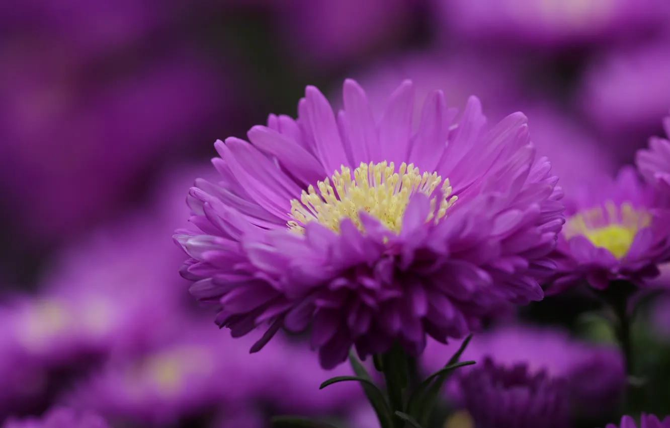 Фото обои цветок, фиолетовый, макро, астра