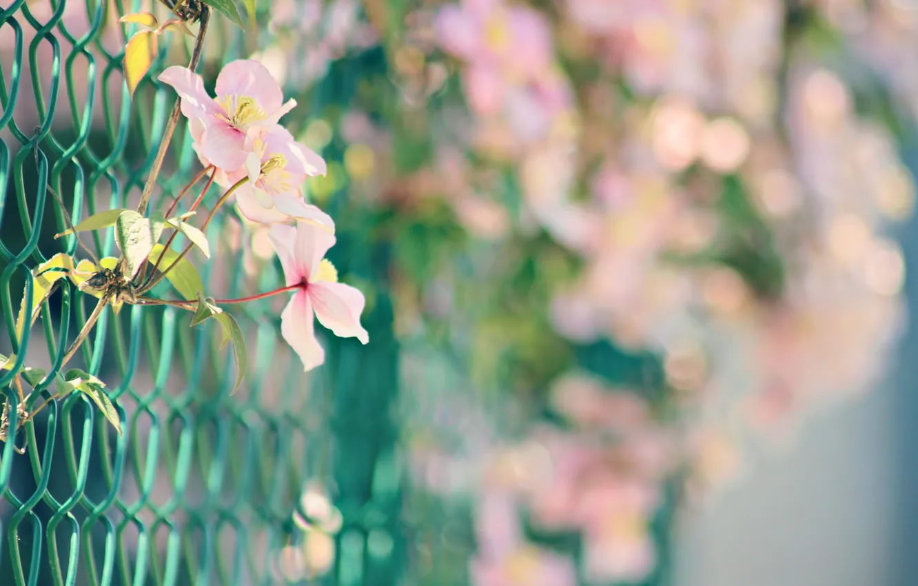 Фото обои лето, цветы, забор, боке