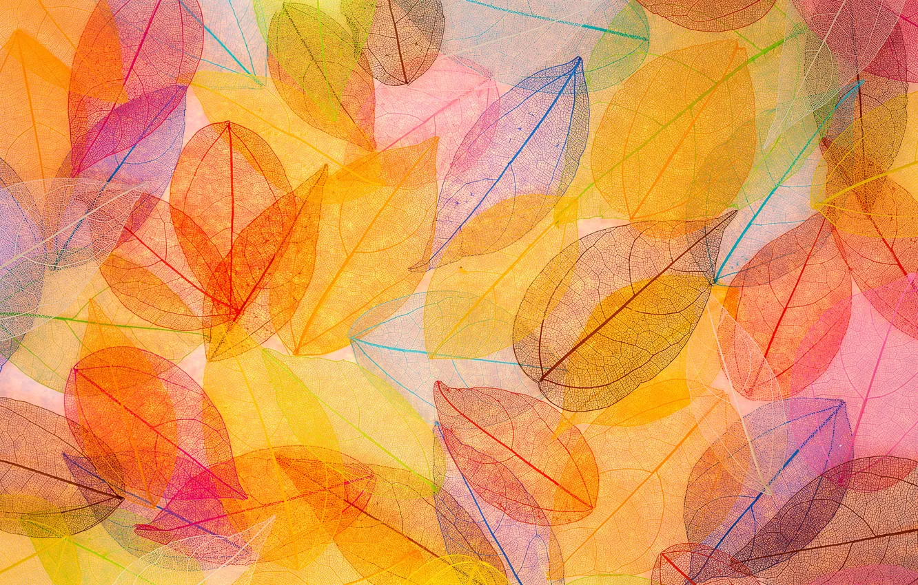 Фото обои листья, фон, colorful, abstract, autumn, leaves, осенние, transparent