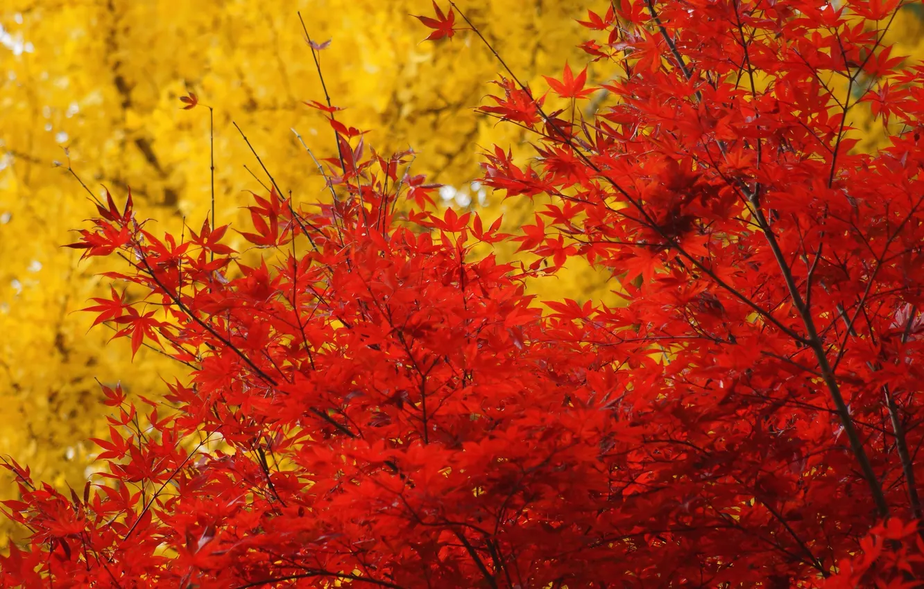 Фото обои осень, листья, деревья, желтые, красные, клен, крона