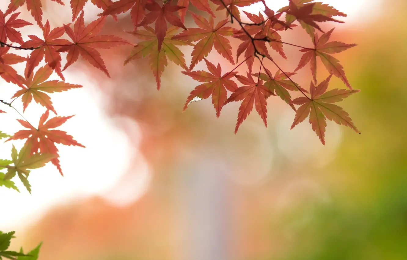 Фото обои осень, листья, ветки, клен, багряный