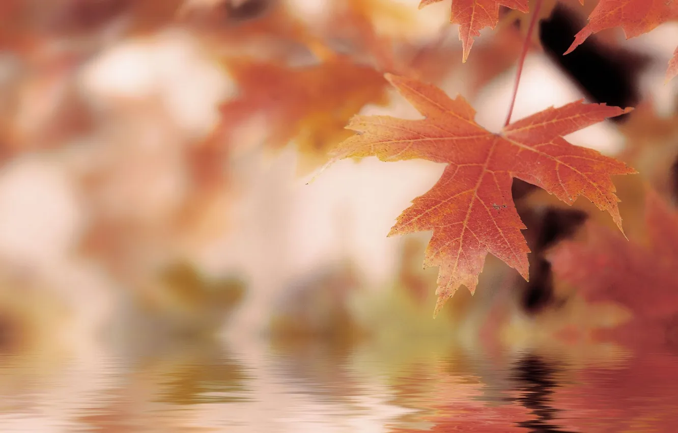 Фото обои осень, листья, вода, природа, macro