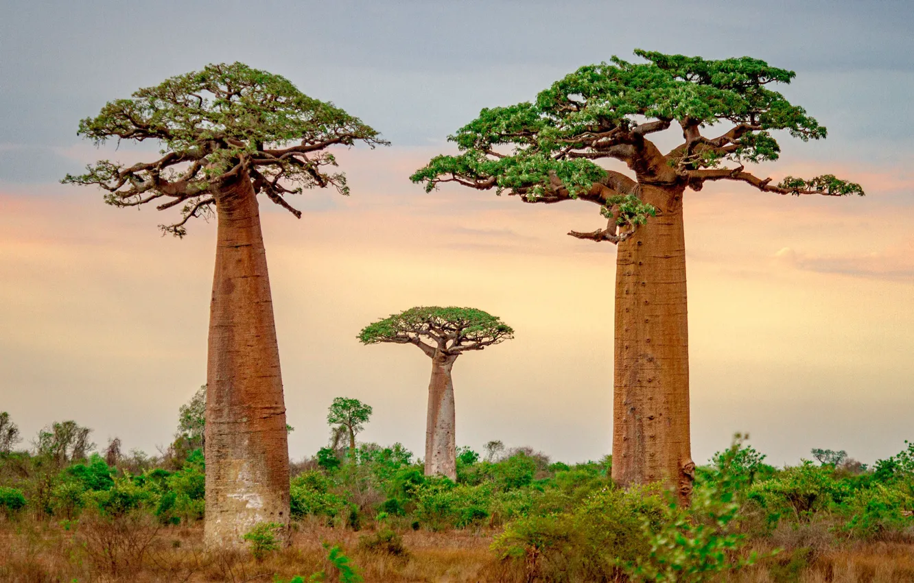 Фото обои деревья, баобаб, Мадагаскар