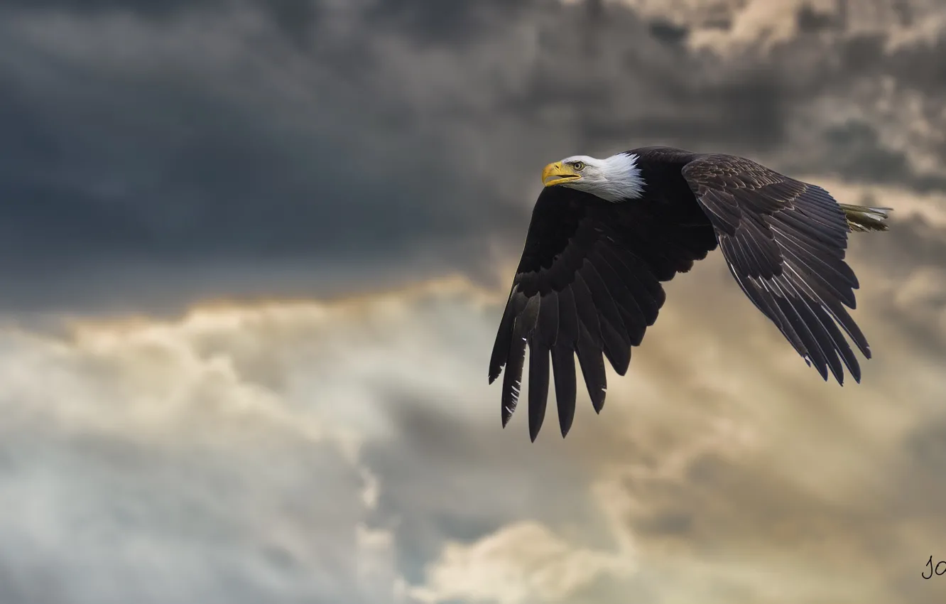 Фото обои крылья, мощь, полёт, белоголовый орлан, хищная птица