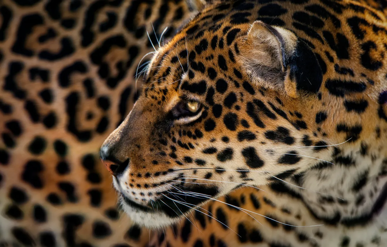 Фото обои хищник, Ягуар, пятна, леопард