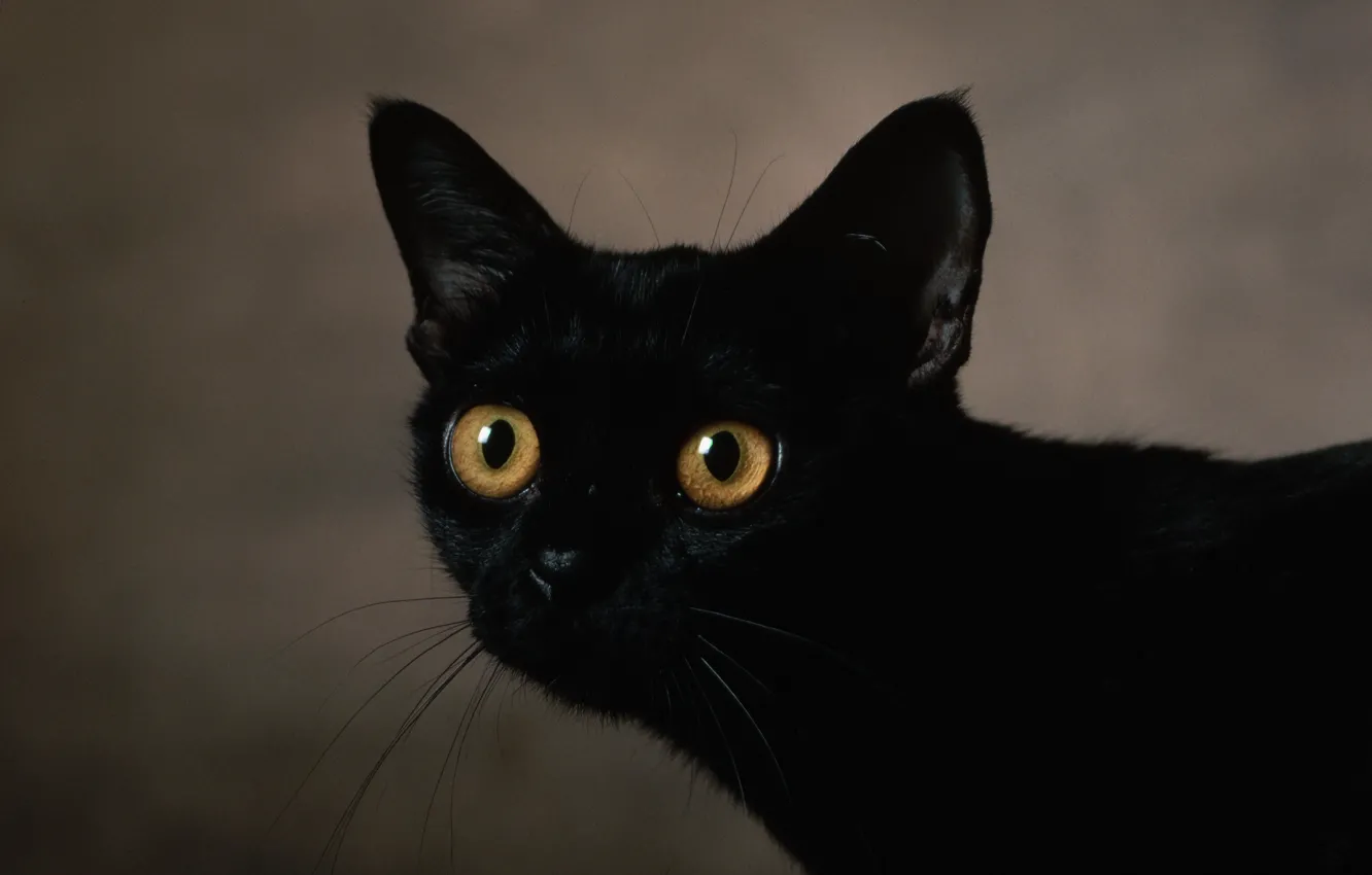 Фото обои кот, черный, взгяд, пристальный