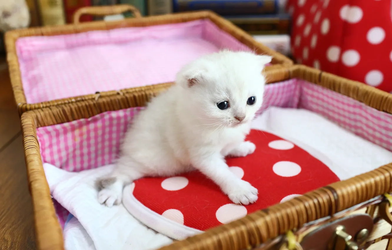 Фото обои кошка, белый, котенок, малыш, шкатулка, сидит, боке, ларец