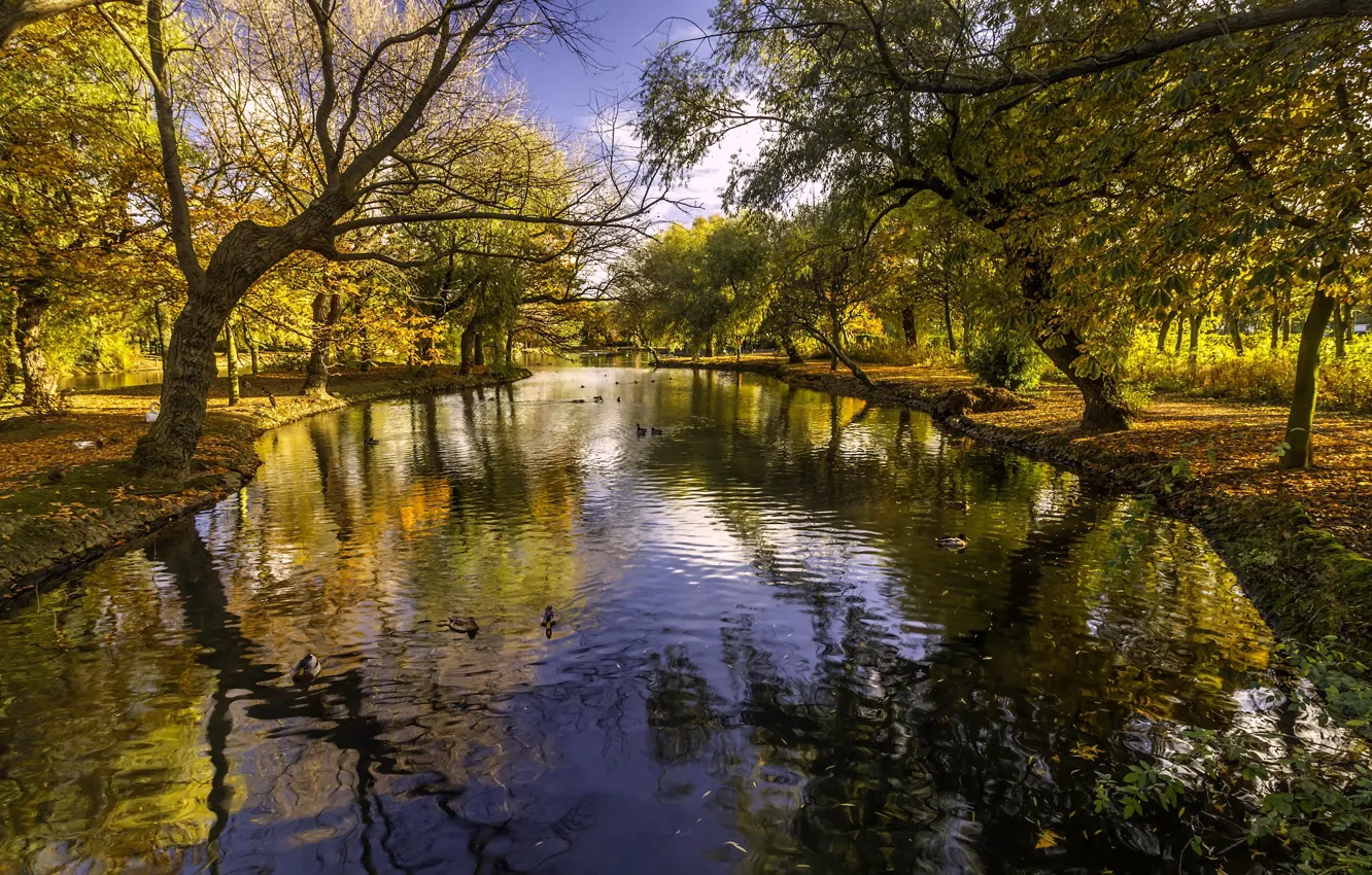 Фото обои осень, деревья, парк, река, Англия, England, Barnsley, South Yorkshire