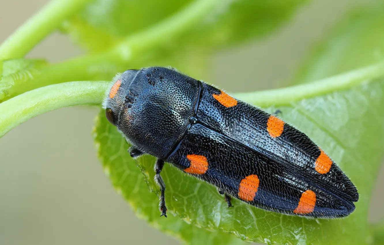 Фото обои макро, жук, насекомое