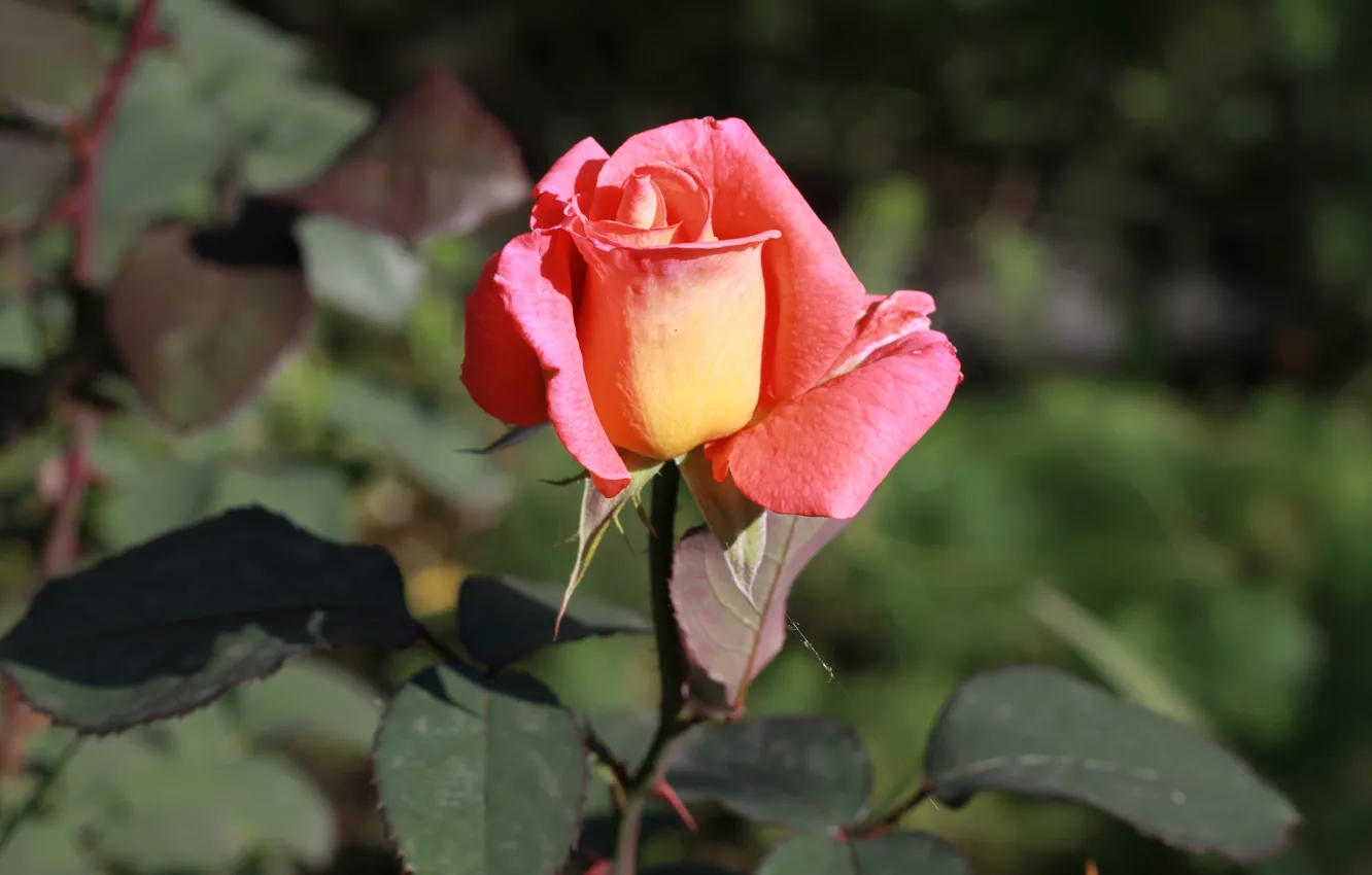 Фото обои фон, роза, тени