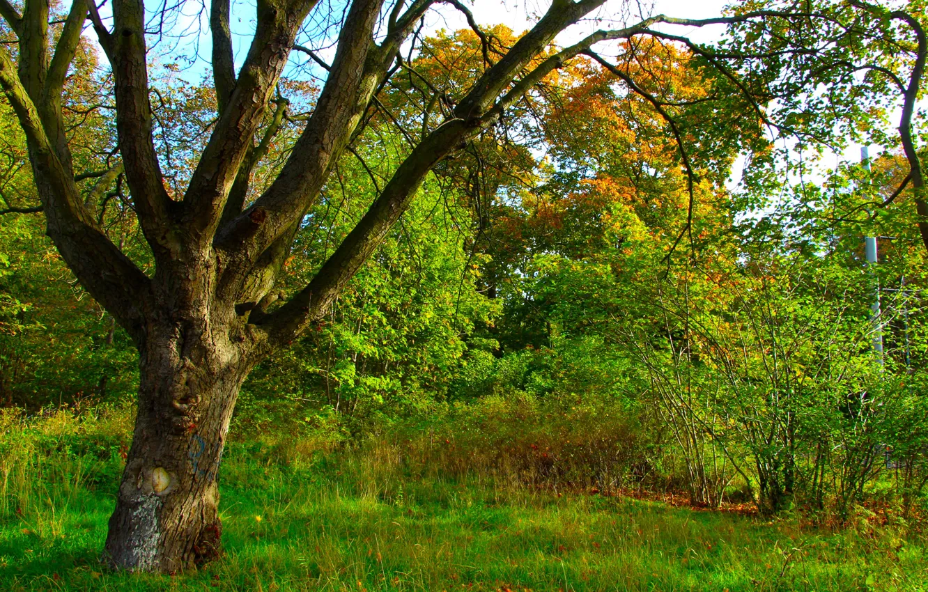 Фото обои green, forest, park, tree, twig